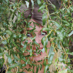 Rosali – Bite Down LP